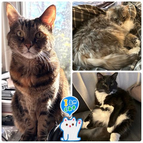 A picture of 3 cats: half of the picture is a Torbie, in the upper left corner is a gray and white Siberian, and bottom left corner is a tuxedo cat.