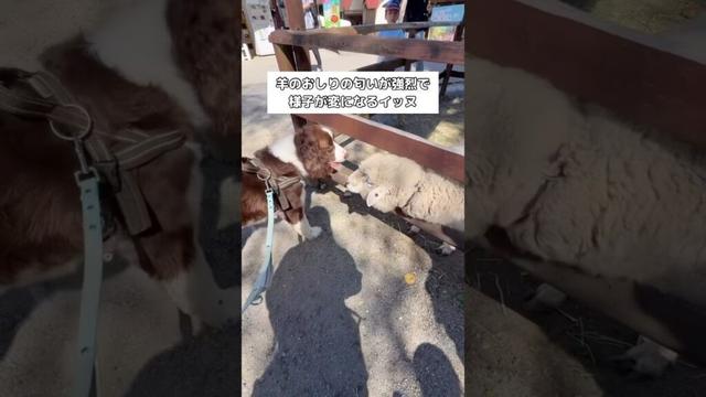 羊さん、なんかごめんなさい #スプリンガースパニエル #羊 #shorts