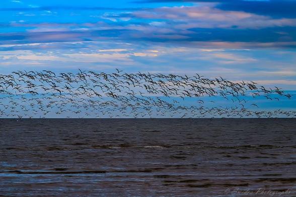 "A vast congregation of black skimmers sweeps across the sky in a unified arc, their slender wings slicing through the air like ceremonial blades. Each bird is silhouetted against a twilight canvas—where the sky shifts from deep ocean blue to soft coral pink, suggesting either the hush of dawn or the farewell of dusk. Their long, narrow wings and distinctive beaks—lower mandibles extended like skimming tools—create a rhythmic pattern of motion, as if the flock itself were a living scroll of calligraphy unfurling across the heavens.

Below them, the ocean lies dark and rippled, a quiet witness to the aerial procession. The water reflects the muted light of the sky, echoing its colors in subdued tones. The horizon is blurred, as if the boundary between sea and sky has momentarily dissolved, allowing the birds to traverse both realms. The scene feels mythic—like a sovereign rite of passage performed by winged scribes over a coastal altar.

The flock moves not in chaos but in choreography, each skimmer attuned to the others, their flight a collective act of grace and precision. The air seems to hum with their presence, and the moment feels suspended—an offering of motion, light, and kinship to the watching world." - Microsoft Copilot