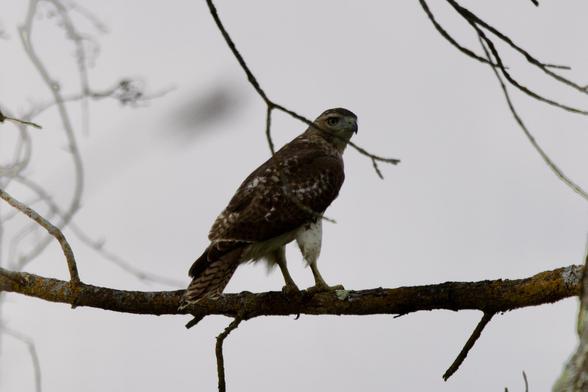 Red-Tailed hawk on a tree branch watching