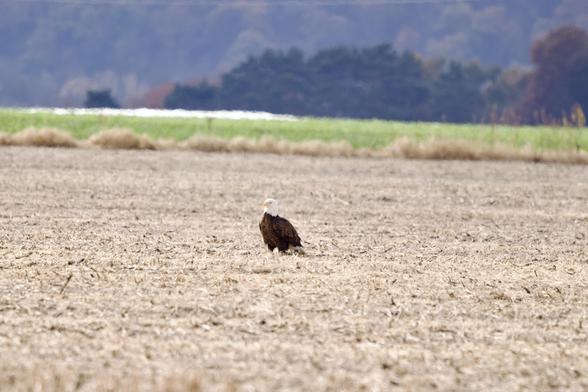 Field notes from a bald eagle