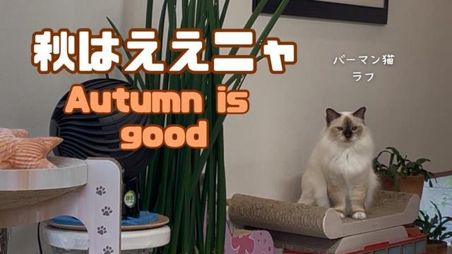 バーマン猫ラフ【秋はええニャ】Autumn is good（バーマン猫）Birman/Cat