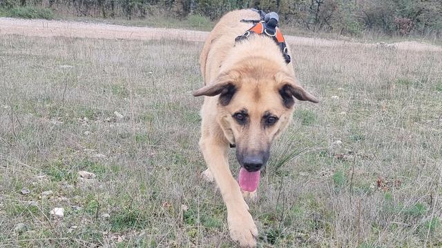 Le chien Galou avec son harnais marche courageusement dans la prairie