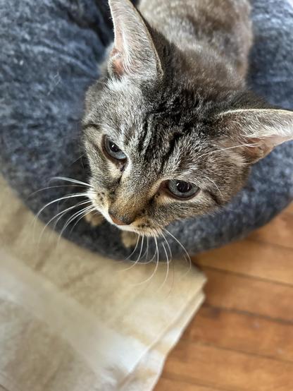 View from above of a lynx point Siamese sitting in a round donut or bialy bed. His head has silver and grey tabby stripes, with golden nose fur and and cream undertones. He has the typical tabby m on his forehead and lovely whiskers.