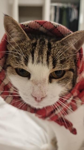 Chatte avec serviette nouée sur la tête fixe amoureusement son maître