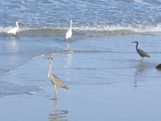 2羽のコサギ、アオサギ、クロサギ