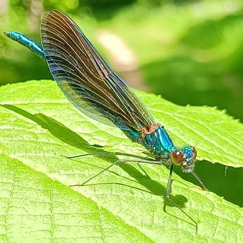 eine libelle sitzt im gleißenden sonnenlicht auf einem sehr grünen blatt. sie hat die flügel nach hinten seitlich an den körper angelegt, was sie als sogenannte kleinlibelle ausweist, obwohl sie alles andere als klein ist. ihr körper ist überall wie ein disco-anzug blau metallisch schillernd, sowohl die hinten zwischen den flügeln herausschauende hinterleibsspitze, als auch der thorax, ja sogar die stirn zwischen den großen rotbraunen facettenaugen leuchtet hellblau. die flügel sind fein geädert, transparent aber dabei bräunlich getönt, es ist demnach ein weibchen, bei männchen sind die flügel namensgebend dunkelblau metallisch schillernd. die langen schlanken beine verleihen ihr mit dem leicht angehobenen hinterleib eine sportlich-elegante haltung