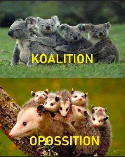 Top half: Three koalas huddled together, in a tight group. The word "COALITION" is superimposed over them in large, yellow text.

Bottom half: A group of opossums, also huddled together, but in a looser and slightly more chaotic arrangement. The word "OPPOSITION" is superimposed over them in large, yellow text.