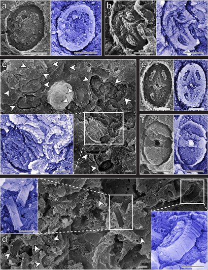 a. Indeterminate coccolith, sample 1 (Cava superiore 1; S206000-03); along with other coccoliths from this sample, to our knowledge this is now the earliest coccolith in the fossil record. b Crucirhabdus primulus, sample 6 (Val Mara D1; S206003-03). c, d Several C. primulus (arrows), sample 6 (Val Mara D1; S206003-03). e C. primulus, sample 6 (Val_Mara_D1ii; S206003-05). f ?Archaeozygodiscus koessenensis, sample 6 (Val_Mara_D1ii; S206003-05). Each sample was surveyed for 4 h. Blue images are inverted to better visualise the original coccoliths. Note that, compared to body fossils, imprinted and inverted images need to be interpreted with additional care, especially regarding features such as clockwise versus anticlockwise imbrication direction. Scale bars, 1 µm.