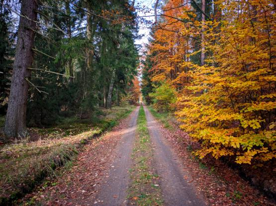 Prosta, gruntowa droga przez las. Po lewej stronie drogi przeważają zielone świerki, po prawej drzewa liściaste o żółtych i pomarańczowych liściach.