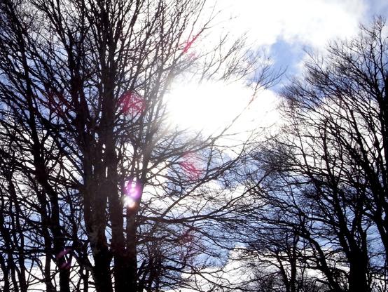 The sun's rays shine through the clouds and the bare branches of the trees in a gentle westerly breeze. (Version françæ) Les rayons dal soleil à travers les nuages et les branches nuz des arbres par æn bæl vent d’ouest.