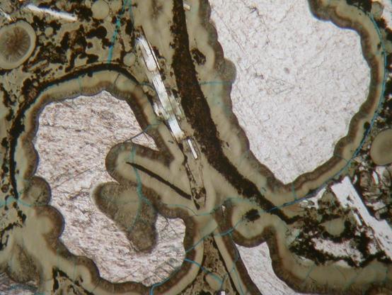 A view of a rock thin section taken down a microscope using plane polarized light. The rock consists of banded green and green-brown material, with colourless patches, and elongate crystals.