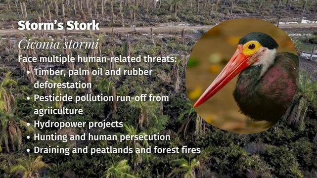 Storm’s Stork Ciconia stormi threats