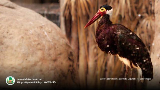 Storm’s Stork Ciconia stormi by Lagunatic for Getty Images