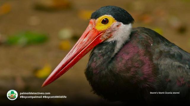 Storm’s Stork Ciconia stormi