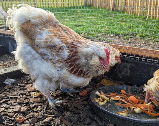 A light-brown and white hen named Henna, appearing slightly scruffy due to moulting, stands in an outdoor chicken enclosure. There's a new patch of feathers growing on the wing that's facing the camera. The coop floor is covered with wood shavings, and the hen is positioned near a dark plate filled with fruit and vegetable scraps, including carrot peels and apple and pear cores. The enclosure is surrounded by wire mesh, with a grassy area visible in the background.