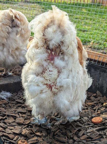 Rear view of a white and light-brown hen in an outdoor chicken enclosure, showcasing new feather growth on its back and tail area after moulting. Henna, that's the name of the hen, stands on wood shavings, with a plastic ring visible on one feathered leg. The enclosure is surrounded by wire mesh fencing, and another hen is partially visible in the background