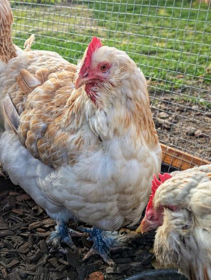 A light-coloured hen named Stella with a prominent red comb stands in an outdoor chicken enclosure. There are new feathers growing around the beak. The hen has a full, rounded body with soft, pale feathers, and its feathered legs show some blue discolouration due to a spray I use to mask pecking injuries. The enclosure floor is covered with wood shavings, and other hens are partially visible in the background. The area is surrounded by wire mesh fencing, with a grassy field visible beyond.