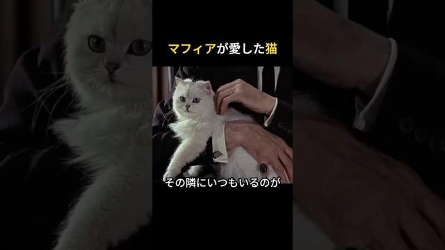 マフィアが愛した猫  #猫 #ペルシャ猫 #マフィア