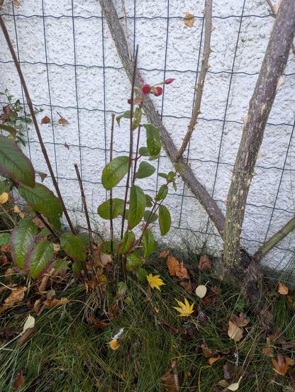 Fuchsia plant, still blooming in late October