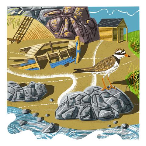A full colour illustration of a Ringed Plover standing on a rock on a beach. Behind is a boat wreck and beyond that cliffs.
