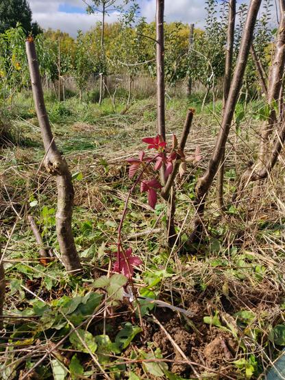 murier lochness au milieu de trône de pruniers