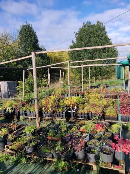 pépinière hors sol