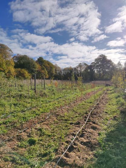 lignes de fruitiers entres les haies