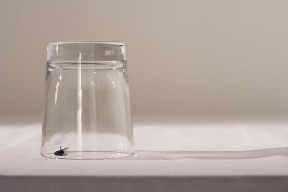 Un vaso, con una mosca dentro. (Getty Images)