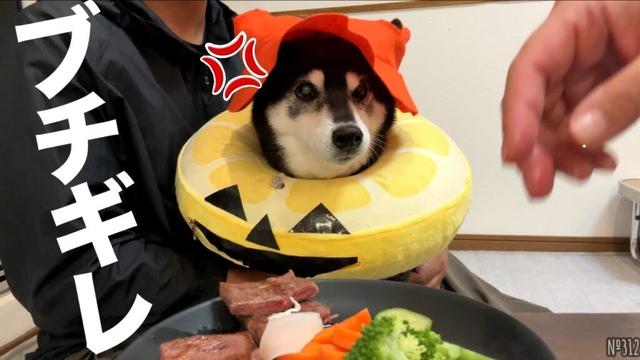 【激怒】 ママがとんでもない事をして、温厚な柴犬がブチギレてしまいました・・・（№312）