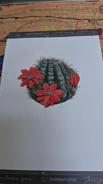 An ink and gouache drawing of a cactus