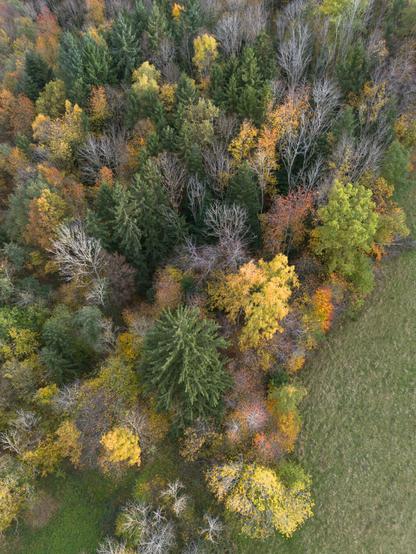 Herbstwald von oben.
