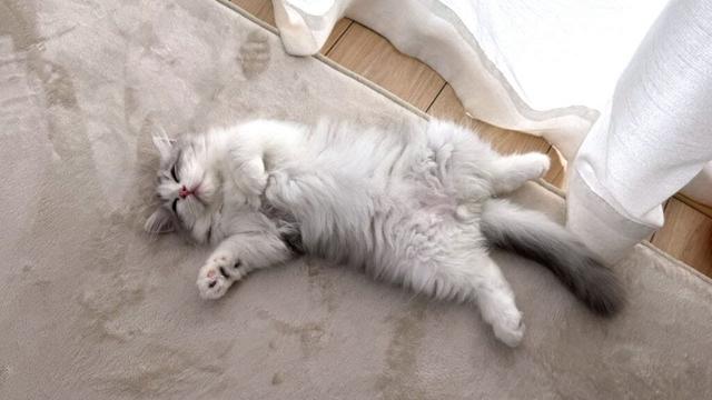 家に来た初日から子猫がまさかのこうなってた…w