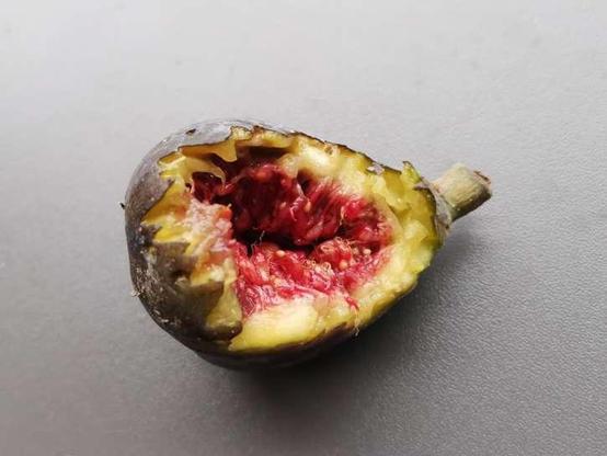 Gros plan sur une figue, au tiers béquetée, laissant apparaître son centre rouge et juteux (bonus : sucré aussi, ce qui ne se voit pas).