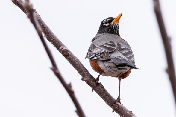 Photograph of an American robin perched on a tree branch with a pair of out of focus branches and an overcast sky in the background. The perching branch angles from the lower right frame to the upper left and the bird has its feet spread up and down the branch to maintain balance. The robin is facing away from the camera but has turned its head to the right and over its shoulder and back to look up to the sky directly behind it leaving the right side of its face, chin, and neck visible. American robins have orange chest and belly feathers with white under-tail feathers, grey back feathers, dark grey-black wing and tail feathers, black head feathers with white and black mottled chin feathers, dark eyes surrounded by white eyeliner, orange-yellow beaks, and brown legs and feet.