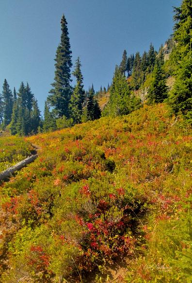 An alpine meadow near Chinook Pass filled with red huckleberry bushes and green shrubs stretches up toward tall evergreen trees under a bright blue sky. The sunlight highlights the colors of early autumn across the hillside, creating a warm and inviting mountain scene. The feeling of the photo is peaceful and full of love for a beautiful morning in the Pacific Northwest.