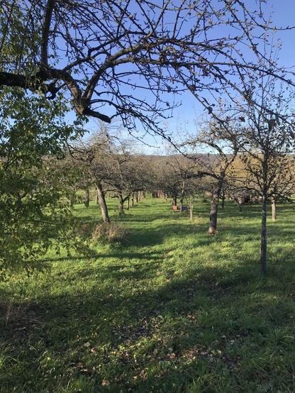 Eine Streuobstwiese im Sonnenschein, mit grünem Gras, aber ohne Blätter an den Bäumen. Der Himmel sehe blau aber irgendwie schon winterlich. Dazwischen sehr klein zwei farbige Bienenbeuten.