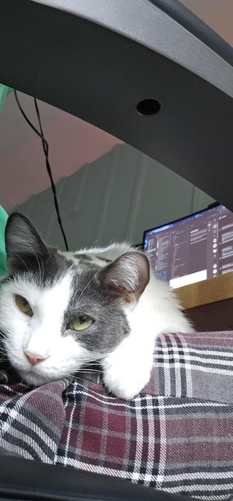 Tot purring in my lap with meetings in the background