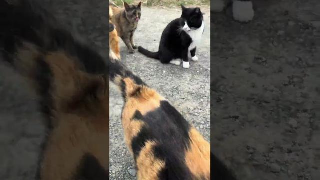 工事現場跡のネコたち。シロサビさん、いないが、大団円 music