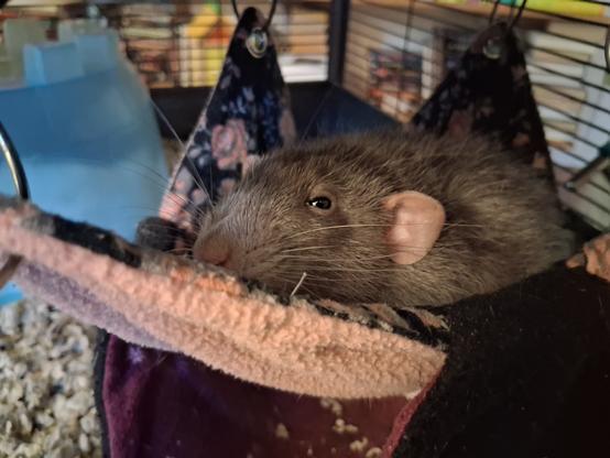 cute pet rat, lounging in a hammock