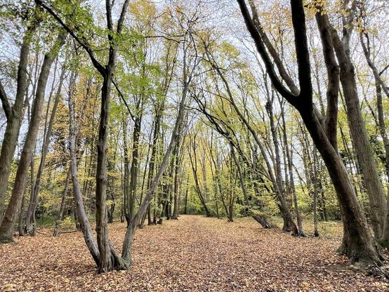 Brown leaves on forest floor yellow and green birch leaves on a path through the woods blue sky beyond