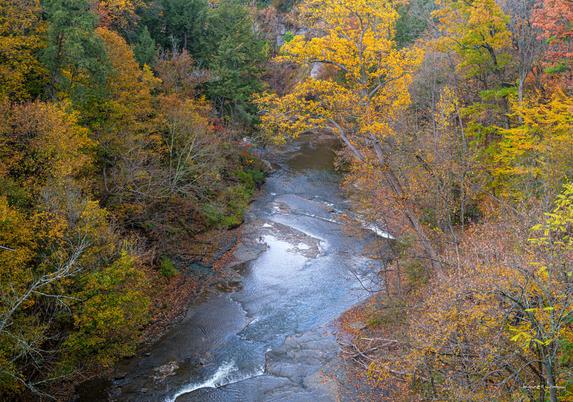 Fall Creek flowing through autumn forest with golden and orange foliage lining both banks, small rapids visible in the water, view looking upstream from Thurston Avenue Bridge near Cornell University