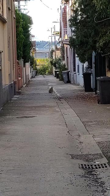 Petite ruelle bordée de maisons de ville avec un caniveau central. Au fond entre les maisons on voit des collines avec un ciel clair.
Au milieu de rue, un chat roux est assis