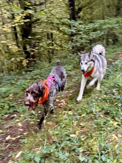 Two big dogs chase down a trail through the forest.