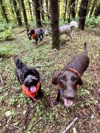 Two dogs chase between the trees while two others come forward to inquire about treats.