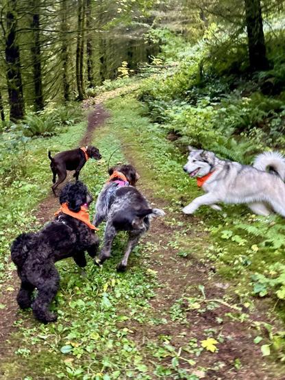 Four dogs playfully run around on an old logging road through the forest.