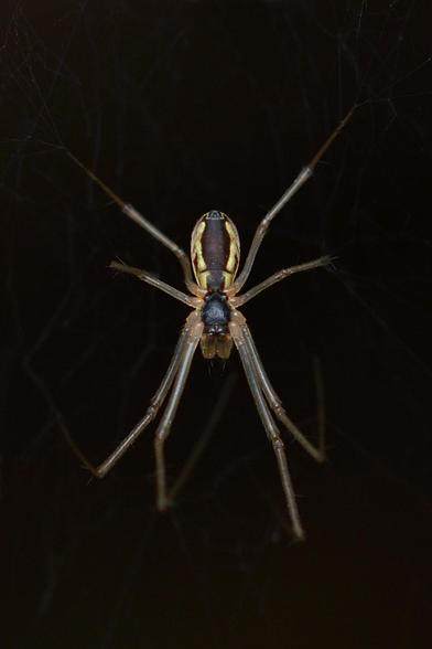A photo of the underside of a filmy dome spider suspended in a web.