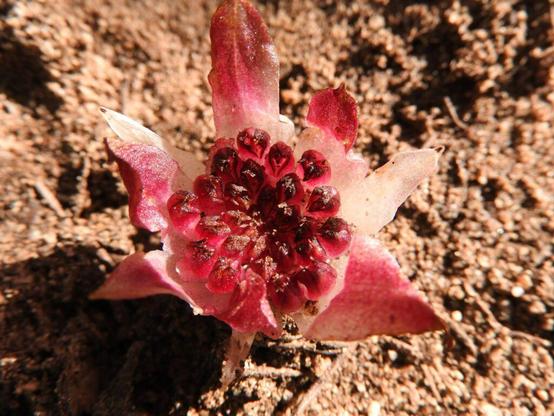 rhizanthella-gardneri-lorchidee-souterraine-australie-1