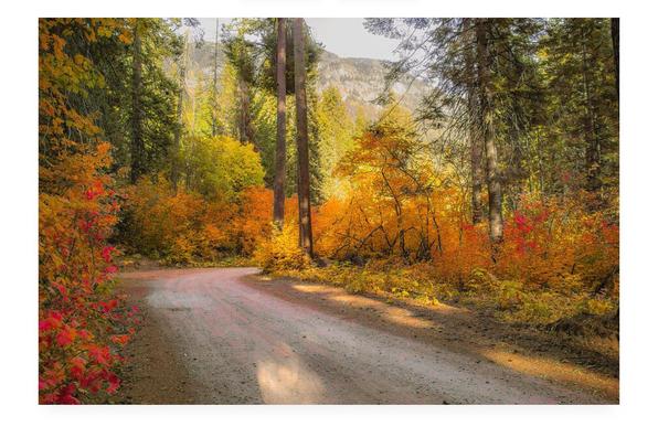A winding dirt path cuts through a vibrant forest just off Hwy 2 in Washington state, displaying rich autumn colors. Tall evergreen trees flank the path, creating a peaceful natural tunnel.