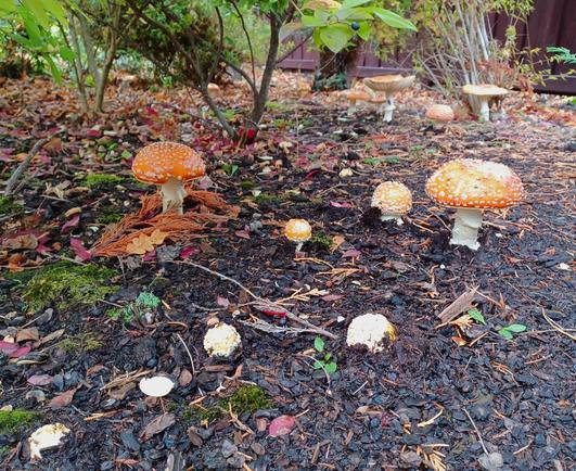 Dark, wet ground scattered with fall leaves and green shrubs in the background. Rounded, red-capped mushrooms with white spots of various sizes a spaced apart, some just emerging from the soil, some fully formed, and some more mature with their formerly rounded caps flattened and/or curled upwards.